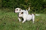 BOULEDOGUE AMERICAIN 379